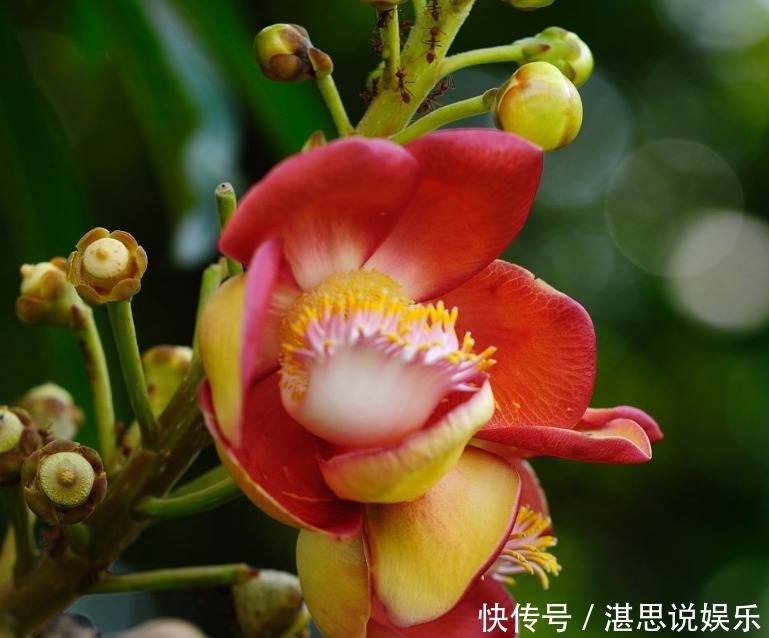 花瓣|此花花瓣挺拔,花色艳丽夺目久开不败,通常是胜利和圆满的象征