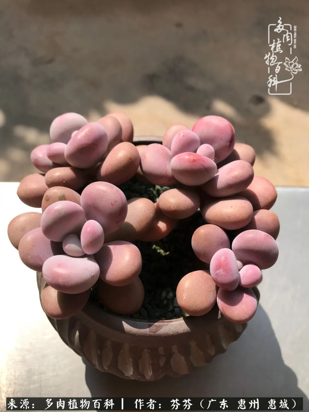 养花|一种爱好就是一种境界,养花养多肉可以培养一个人的心境!