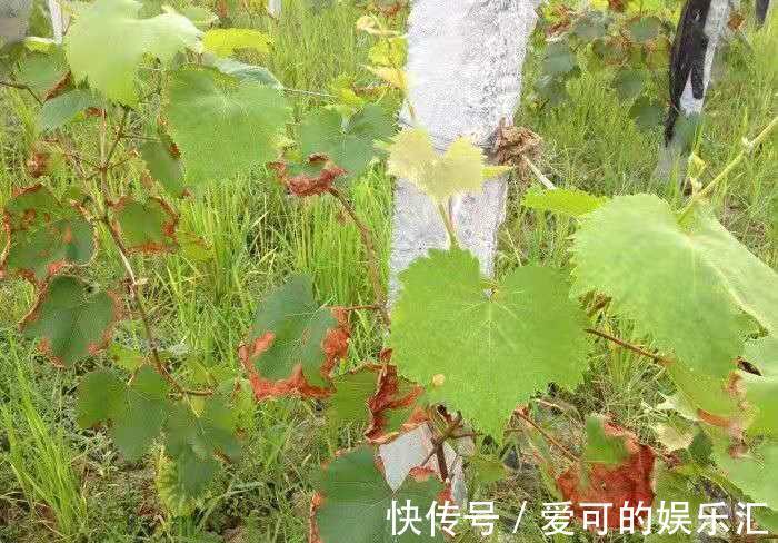 还在为花卉盆栽常见的几种病害烦恼，有了它，轻松解决一切问题