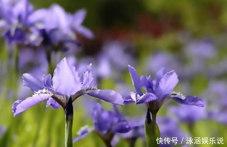 孝顺|晚年最享福的三个生肖女，老了后没病没灾不缺钱，晚年子女还孝顺