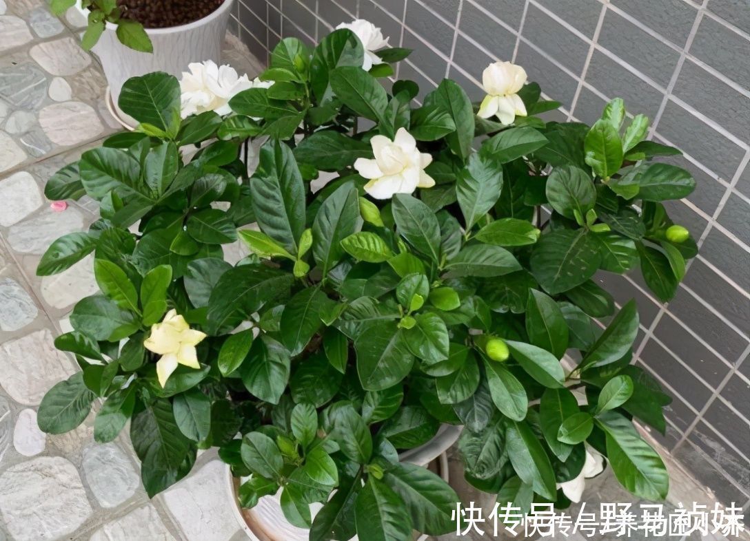 伴侣|家庭常见的喜酸性花卉，调酸补铁要定时，“醋”是很好的伴侣