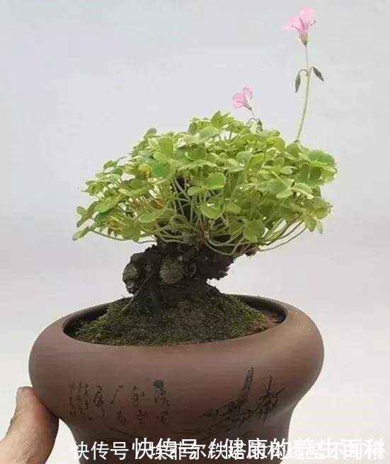 酢浆草|路边常见到的“三叶草”,挖个根30天养成精致盆景,价值翻倍!