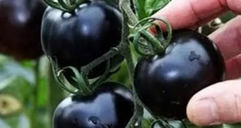 女性想要身体好，常吃3物，排毒清肠，刮油消脂，祛除“小赘肉”