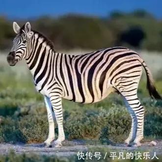 |搞笑励志短文:为什么狮子找不到草丛中的小斑马?