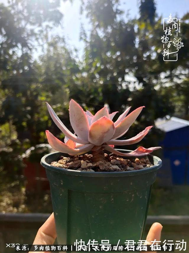 唯有植物,我的人生才不孤独!