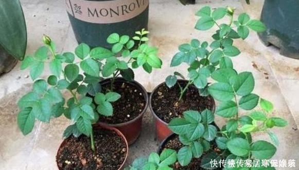 不会扦插月季花,小花匠教你个“小窍门”,2周长满根,100成活