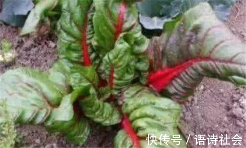 女人|会吃的女人皮肤好,推荐3种食物,排毒抗衰,补血养气