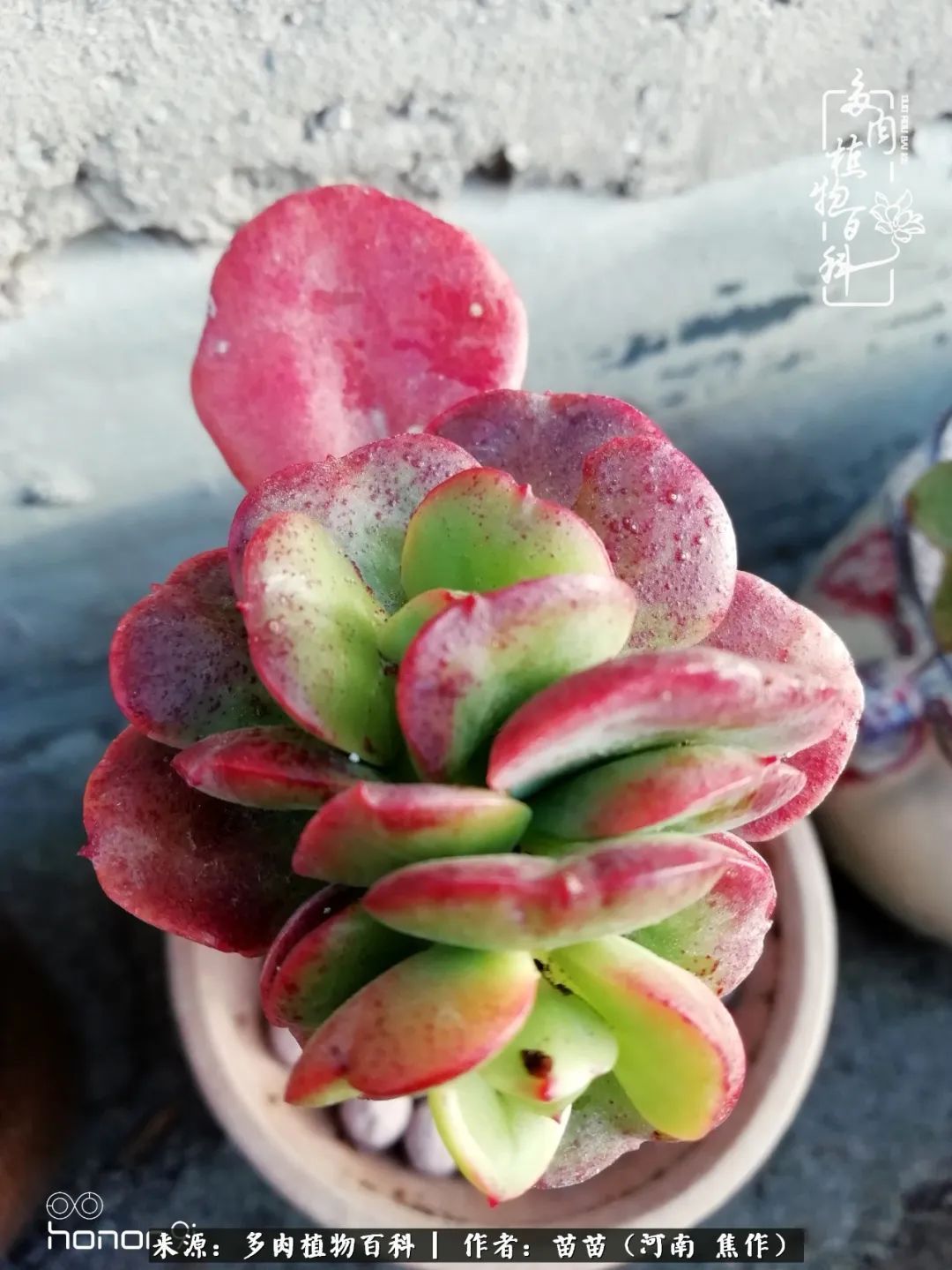 迷上多肉后,有一种喜欢叫一日看三回!