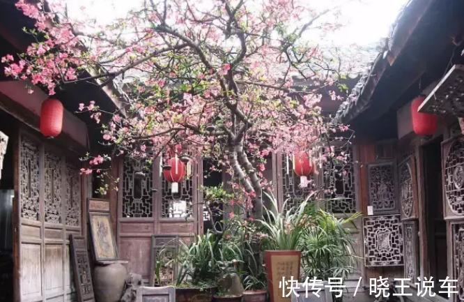 家庭盆景“极品”海棠树,这么一打理,高档大气,开花量大色艳