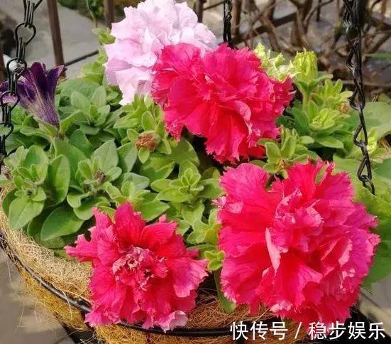 打算给花草换盆，却苦于没钱买营养土不怕，用这些废料就够了