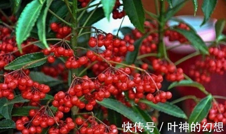 4种花比牡丹还漂亮,比绿萝还好养,年年花开不断