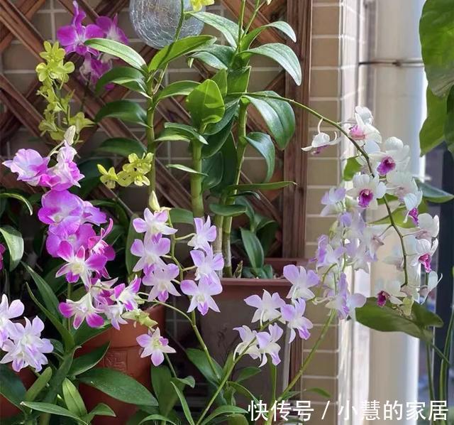 复合肥|公认的“12种耐阴花”,有点散光就能长,花叶俱美有格调