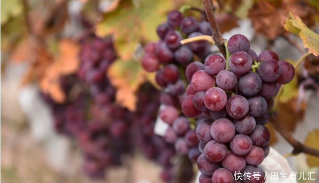 补充|女人四十岁是道分水岭，不想老得快，建议补充5种营养，一种也好