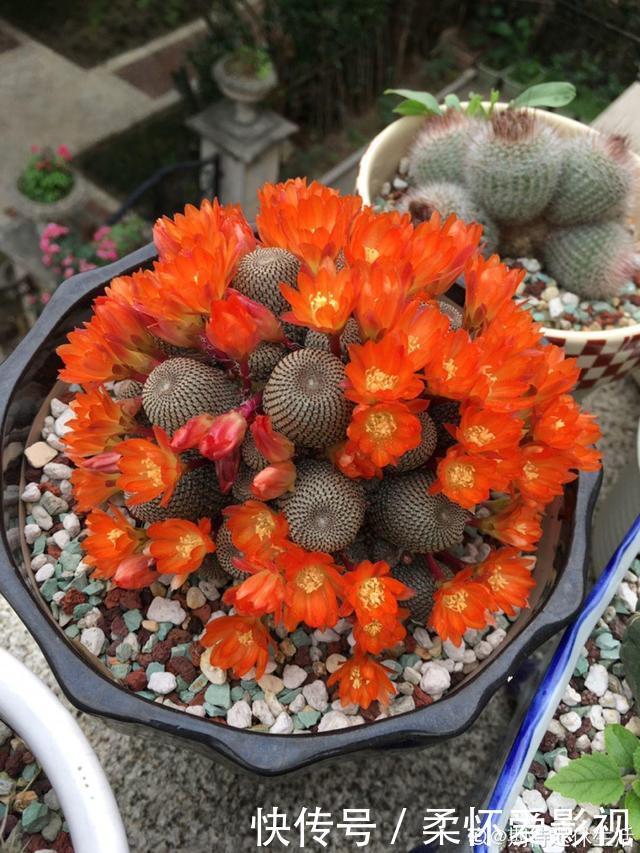 这10种耐旱花,2个月不浇水,叶子反而绿油油