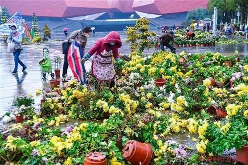  菊展|菊展闭展，爱花市民到现场淘宝：选花、收花土、取花盆