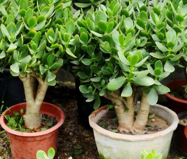 君子兰|发现5种“寿星花”,适合老人养,寓意好、颜值高,越养越值钱