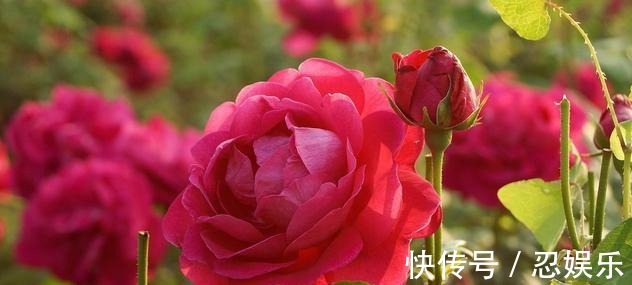 玫瑰怎么养记住5个养殖要求,助你成功养殖好盆栽玫瑰花!