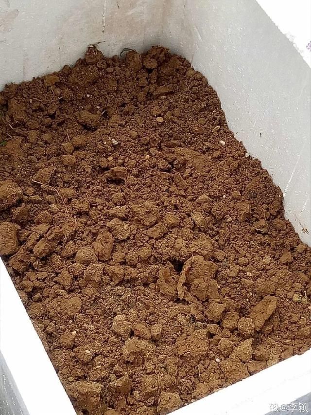 夏天养花,这3种事千万别做,否则黄叶又烂根