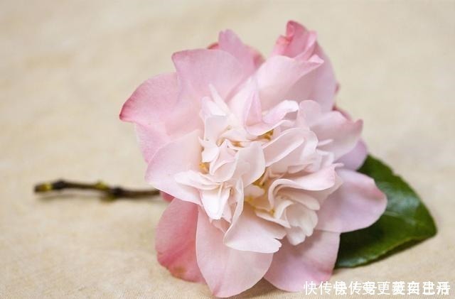 空气湿度|茶花掉花苞的原因,藏在一句“顺口溜”里,古人的经验,值得借鉴!