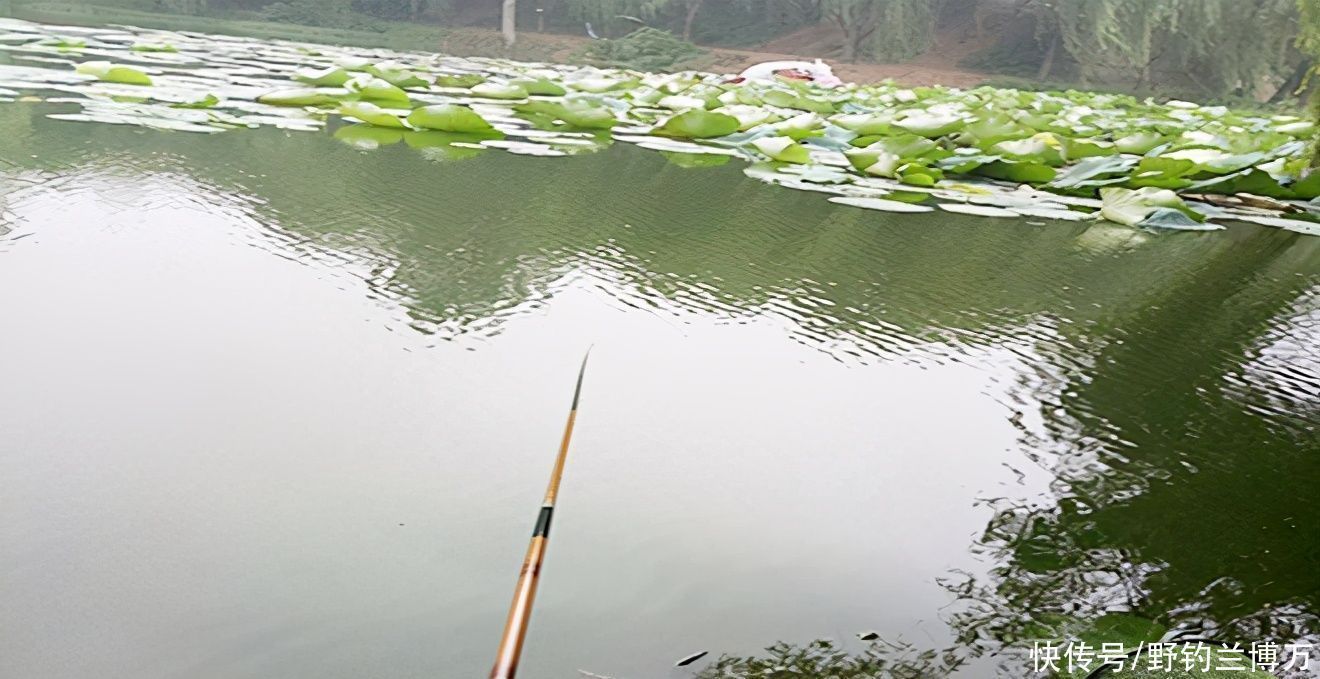 钓不到鱼,拉走别人一车白菜,好个钓鱼不走空