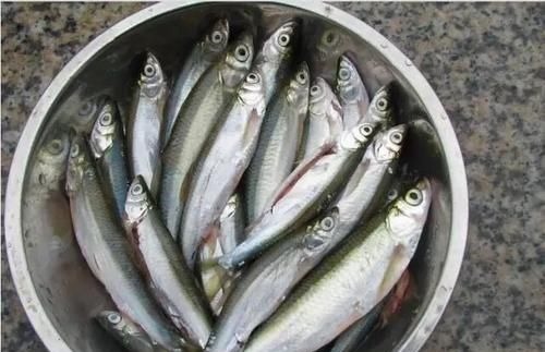 河里的这种鱼吃钩凶猛,肉质鲜嫩,用来香煎是下酒的一道好菜!