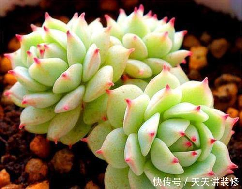 给多肉喂2种肥水，15天喝一次，叶片圆滚滚，长成肉墩子！