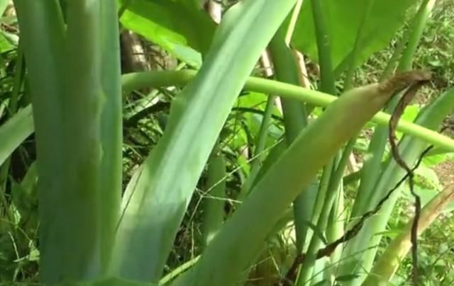 农村地区的这种野菜，很多人以为都不能吃，其实清炒出来特别美味