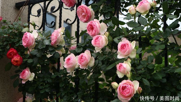 洋房|为了可以养花,我建了座小洋房,终于可以打造梦寐以求的花园了