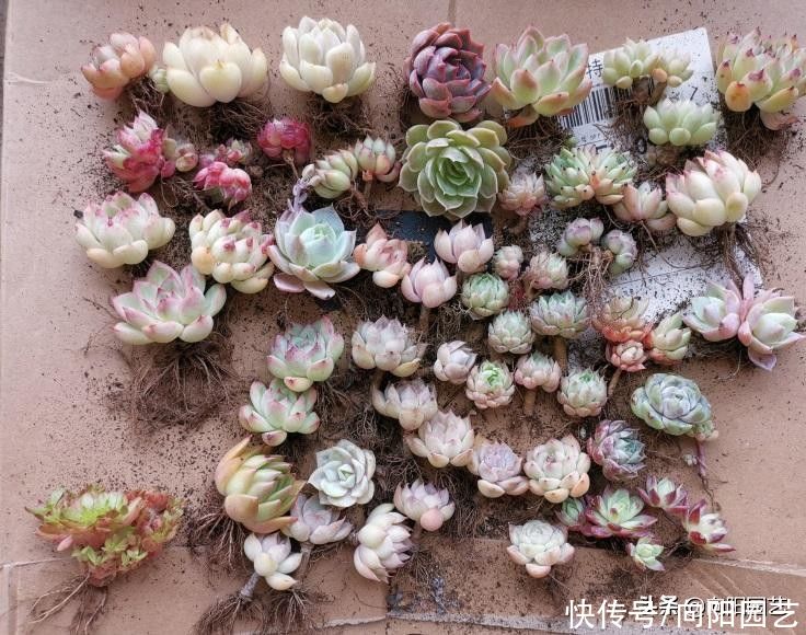 休眠季|夏天买多肉,上盆种好别浇水,遇水就黑腐,花钱打水漂