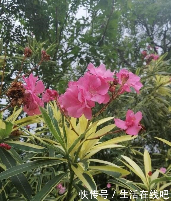 家里养花别乱养,这“5种花”有毒,老人孩子要注意!