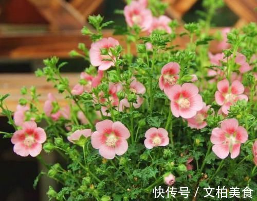 香气|4种花颜值超高,漂亮似牡丹,四季有花开,香气怡人,是盆栽佳品