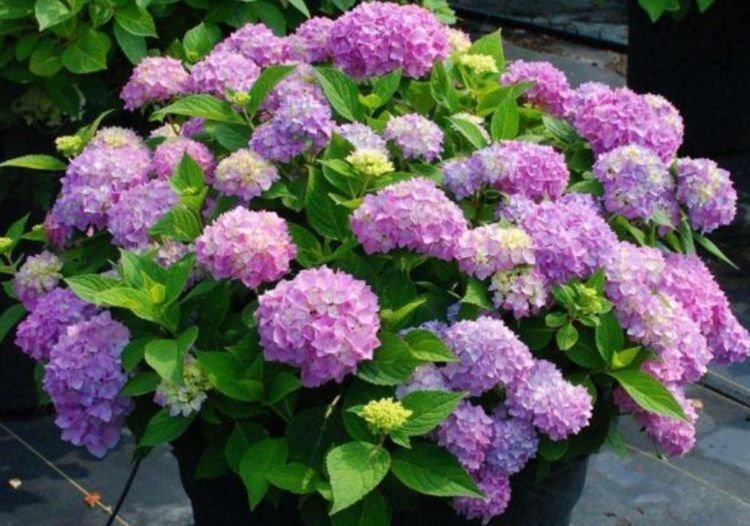 夏天家里养此款花，花期长花量大，花开香飘溢满屋，阳台变花园