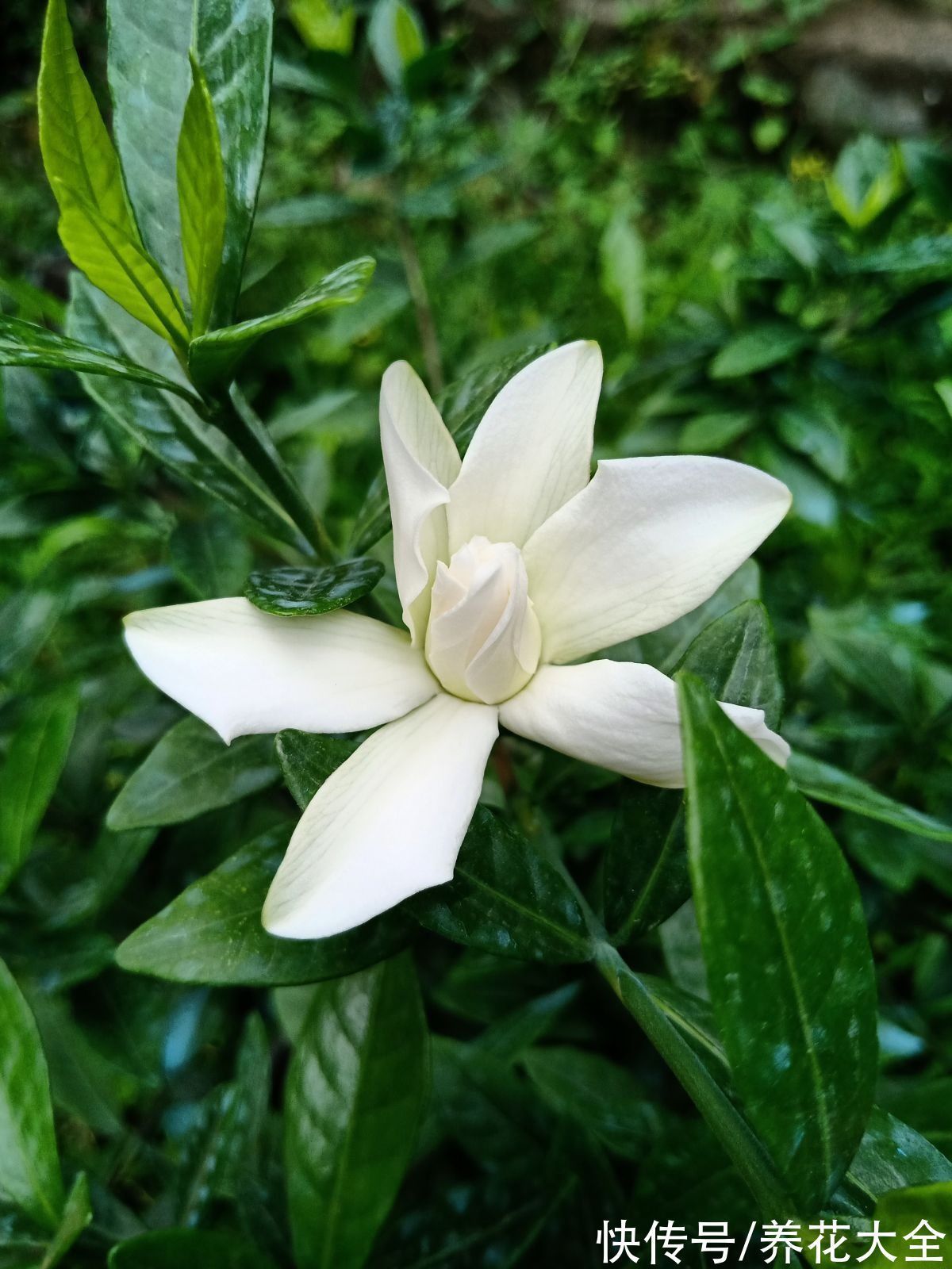 花友|“养花圈”最坑人的3种花，老花农都入过坑，买回家就是浪费钱