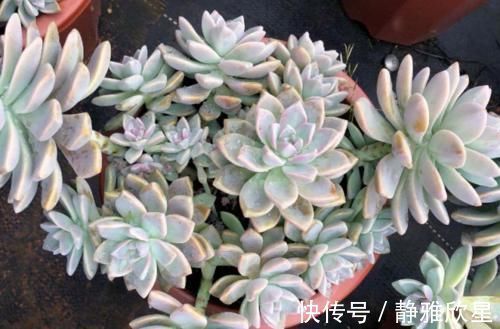 紫雾和淡雪不是同一种多肉，但它们都是胧月的孩子，而且非常好养