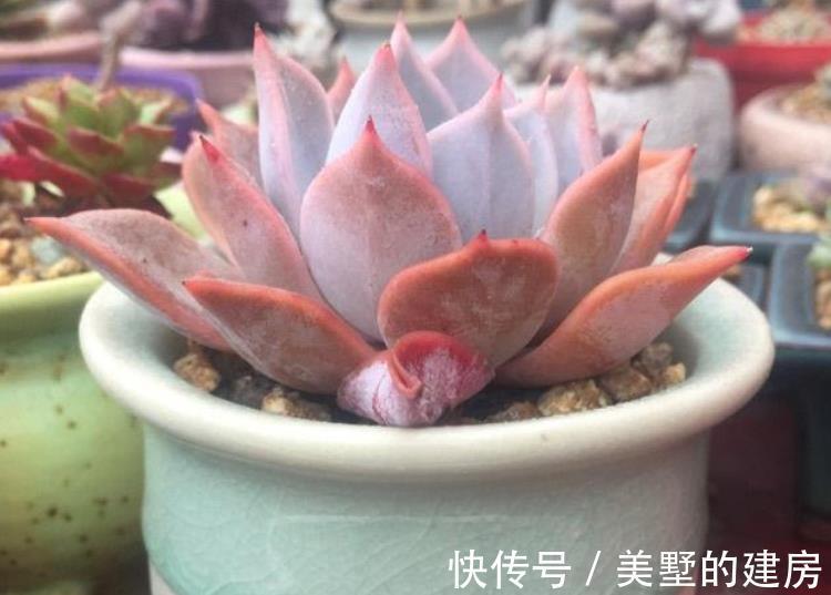 虫害性|入秋后天渐凉，养多肉用这3种“特效水”，叶子越发透亮肥美