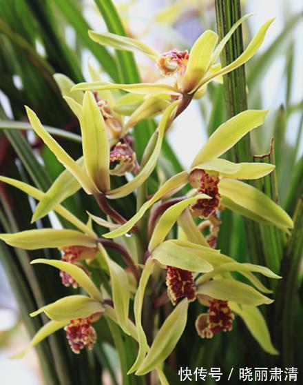 想要养好惠兰?关键要做好3件事,长新芽冒花苞,喜欢兰花快看看