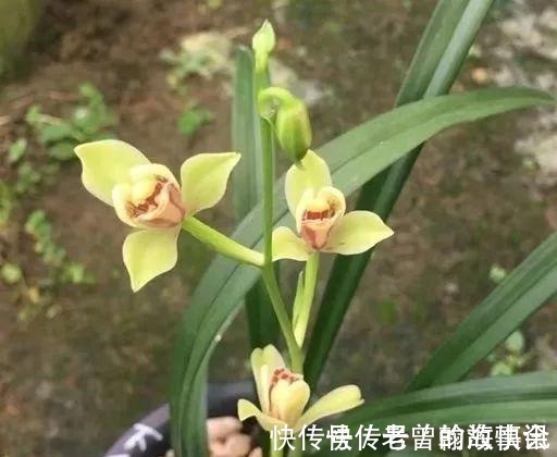 天价|曾经天价的8种兰花,如今跌落神坛,普通人也买得起