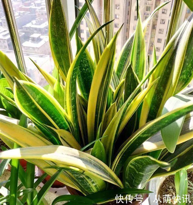 二氧化氮|6种花,能养人,高档大气有品味,越养越有“好身体”