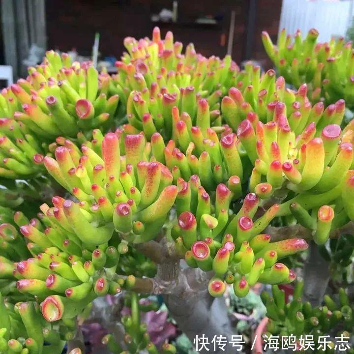 存钱筒|20年的“玉树”,叶子长成存钱筒,夏天猛晒红彤彤!