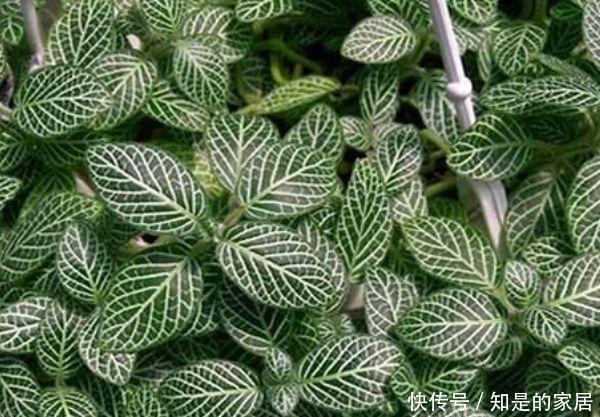 四种花不怕水，越浇长得越旺，松松长到爆盆，叶片肥壮绿油油