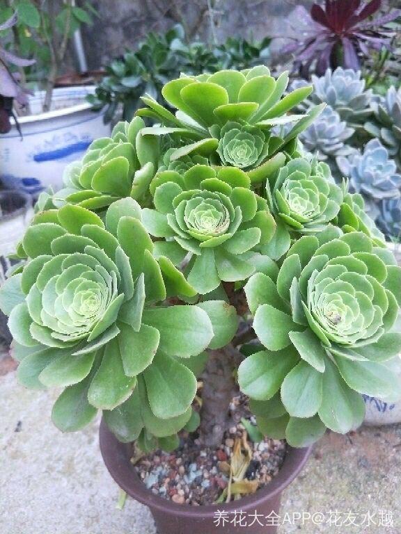 2种多肉，一休眠就变小包子，天越热越漂亮！