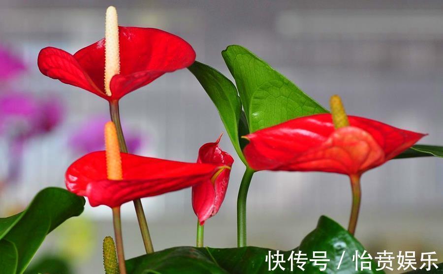 植株|养花浇水很关键,5种花的浇水方法,分享给你