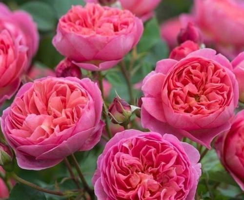 飘香藤|3种花深受花友的喜欢，沾土就能活，开花就爆盆，不易生病好养护