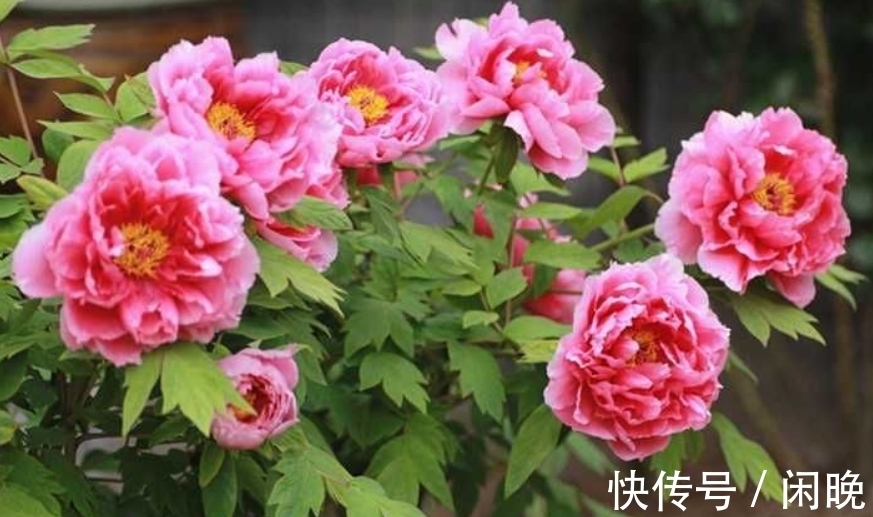 五种便宜花，越老越值钱，六年就成桩，身价翻番，可当“传家宝”