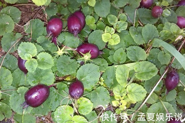 茄子|农村不起眼的“地茄子”,曾被人践踏嫌弃,殊不知营养价值很高!