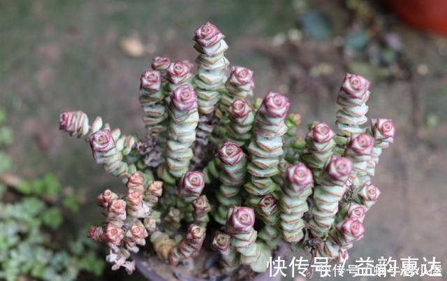 多肉植物|养多肉浇水不麻烦,合理掌握“四不浇”,想让它烂根都很难