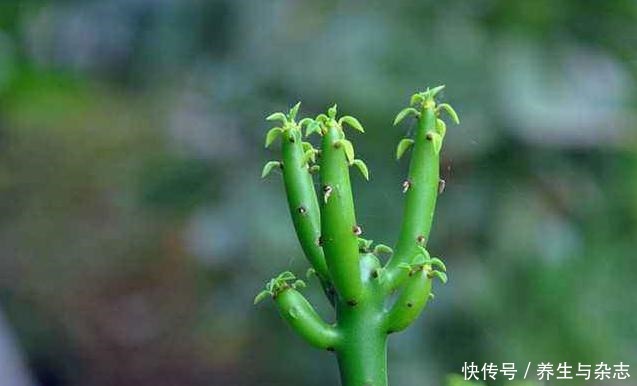 5种有毒的多肉植物，你家可能就有一盆，养护需小心！