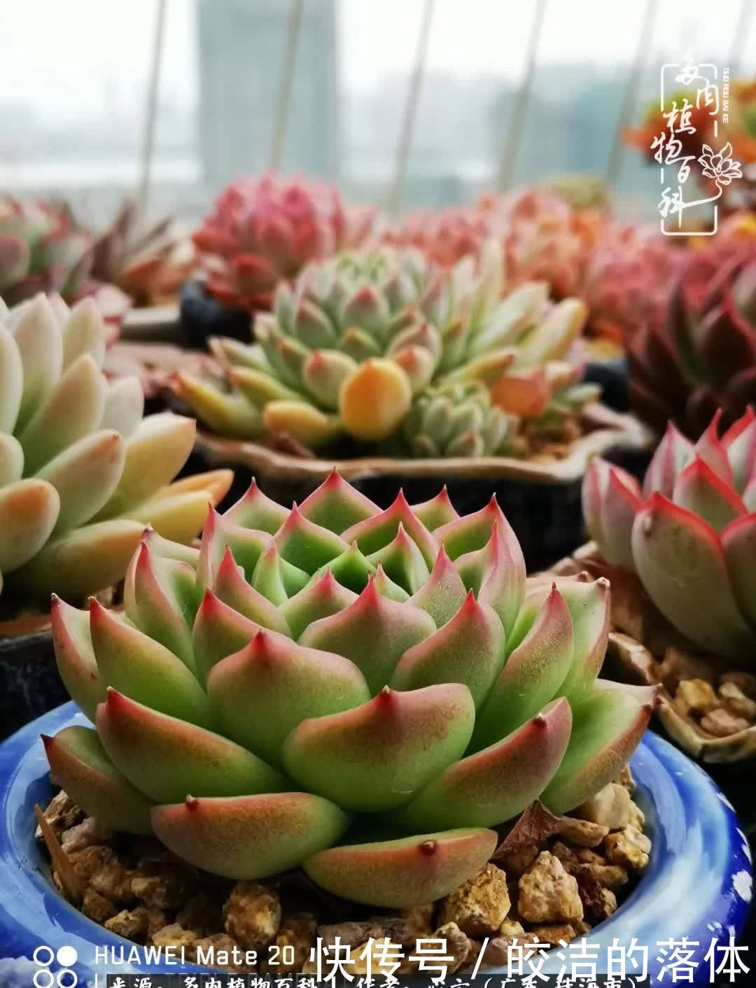 肉肉|与多肉的相遇,就是一场治愈之旅