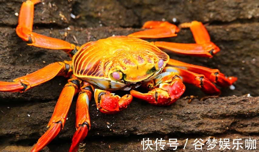 食物|螃蟹是很多沿海地区都会吃的一种食物,那么孕妈妈们可以吃吗!