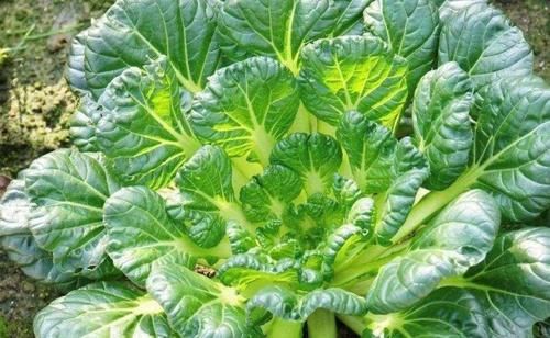 膳食纤维|聪明女性喜欢吃三种食物,排毒养颜、滋润肌肤,好处多多!